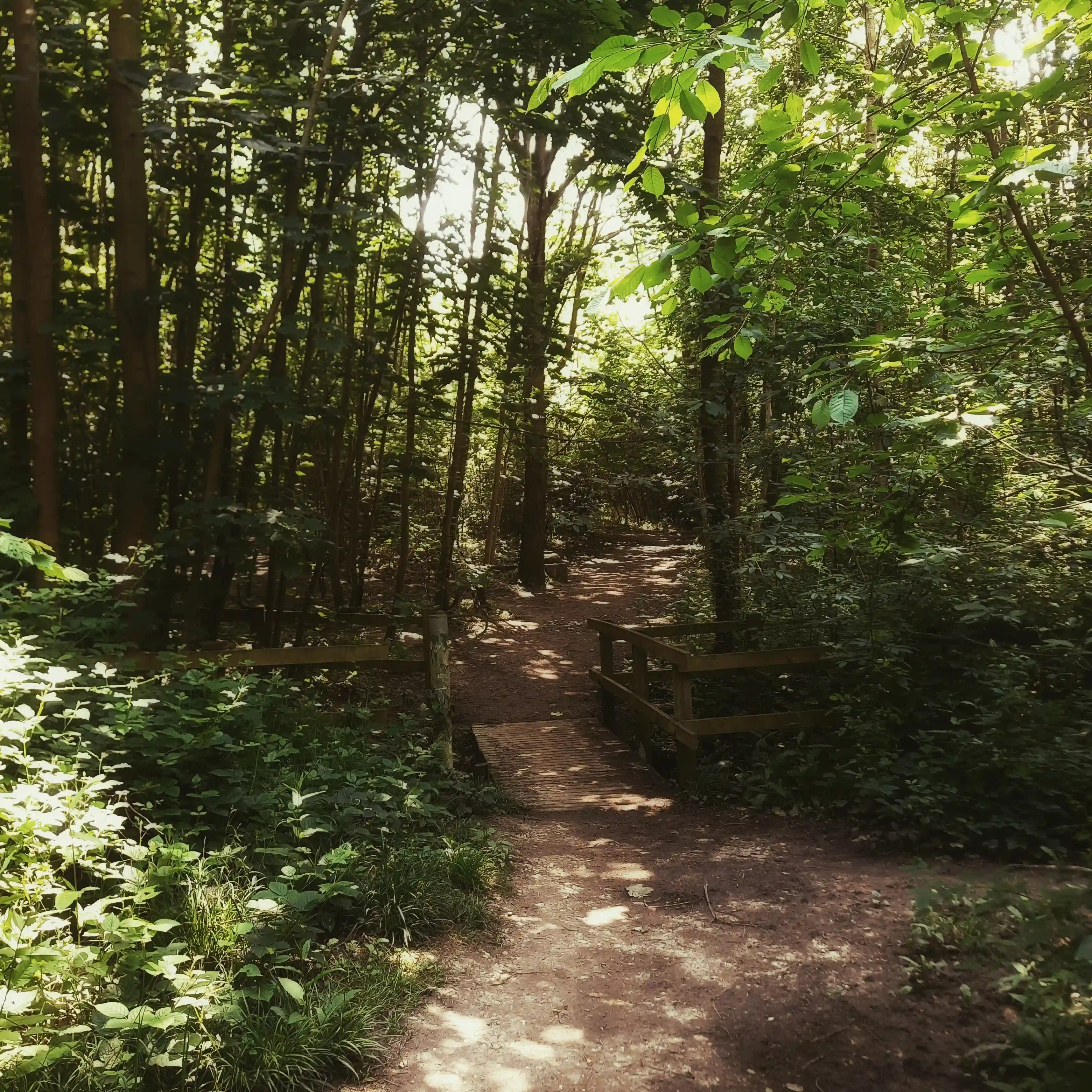 Diffused light through still woodland